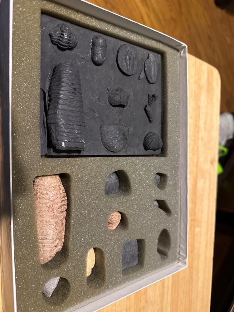 fossil kit lower Paleozoic Era