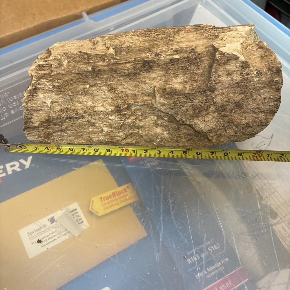 petrified wood rough