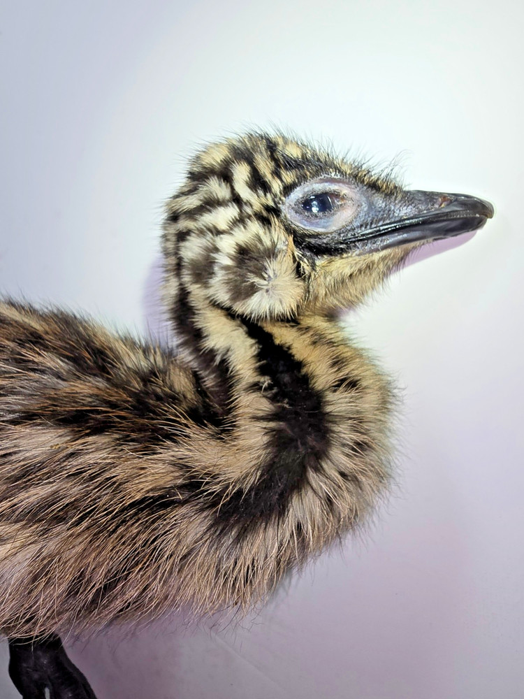 EMU Chick, entire body, fresh