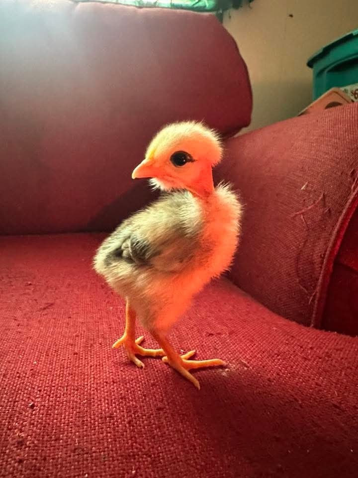 Bantam mystery egg Hatch 18 eggs