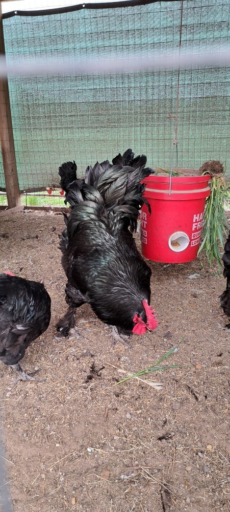 12 Black Croad Langshan Hatching Eggs