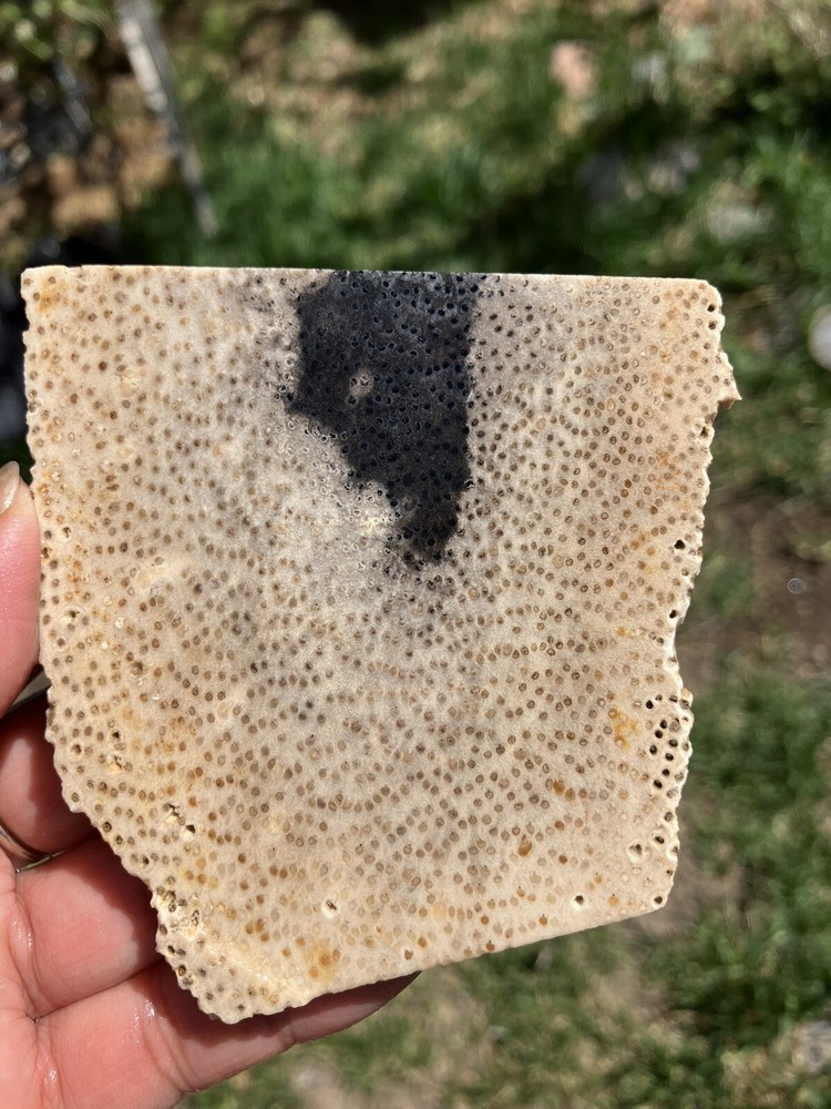 Palm wood slab