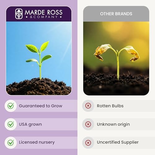 Double Pink Amaryllis Bulb – Large Bulb for Planting, 4-8 Blooms, 16–24" Tall