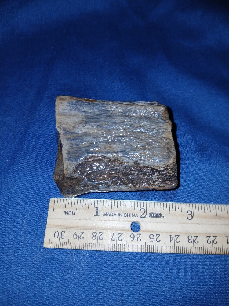 6 oz Texas Petrified Wood