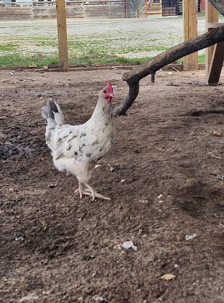 6+2 Extra Homozygous Silverudd Blue Hatching Eggs