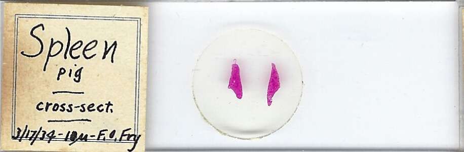 Pig Spleen Microscope Slide