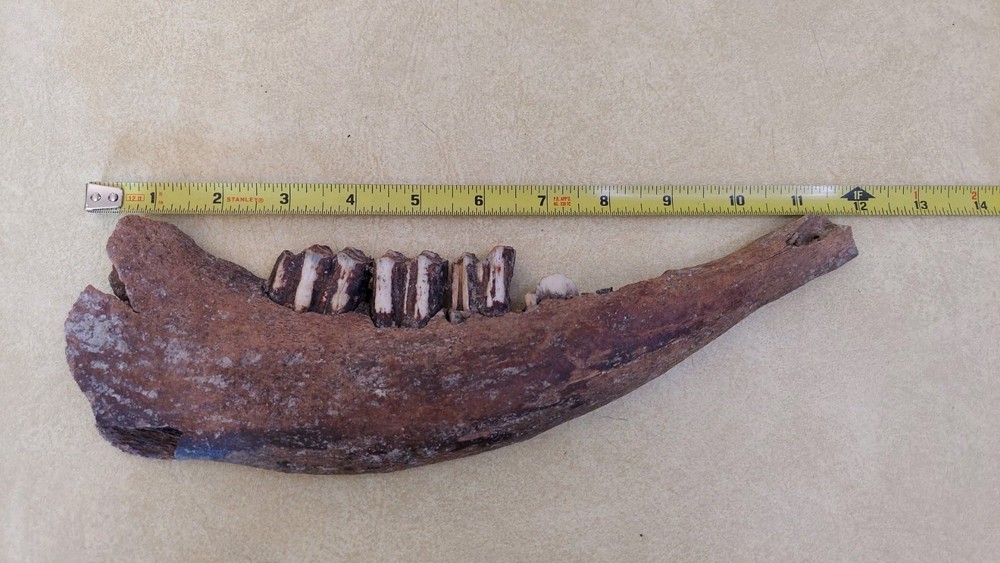 Bison Partial Jaw Bone Fossil with 3 Teeth 12"