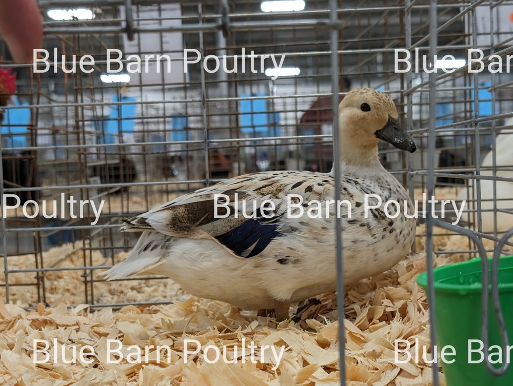 6 Snowy Call Duck Hatching Eggs. Purebred. NPIP Certified