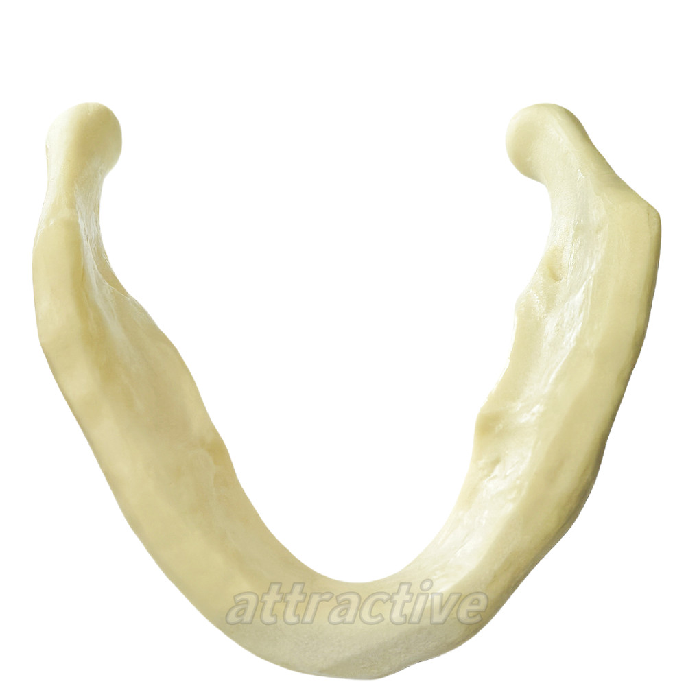 Dental Implant Mandible Jaw Model for Basic Drilling Insertion Practice M2022