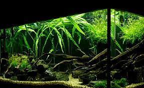 BUY 2 GET 1 FREE Cryptocoryne Crypt Balansae Medium Live Aquarium Plants