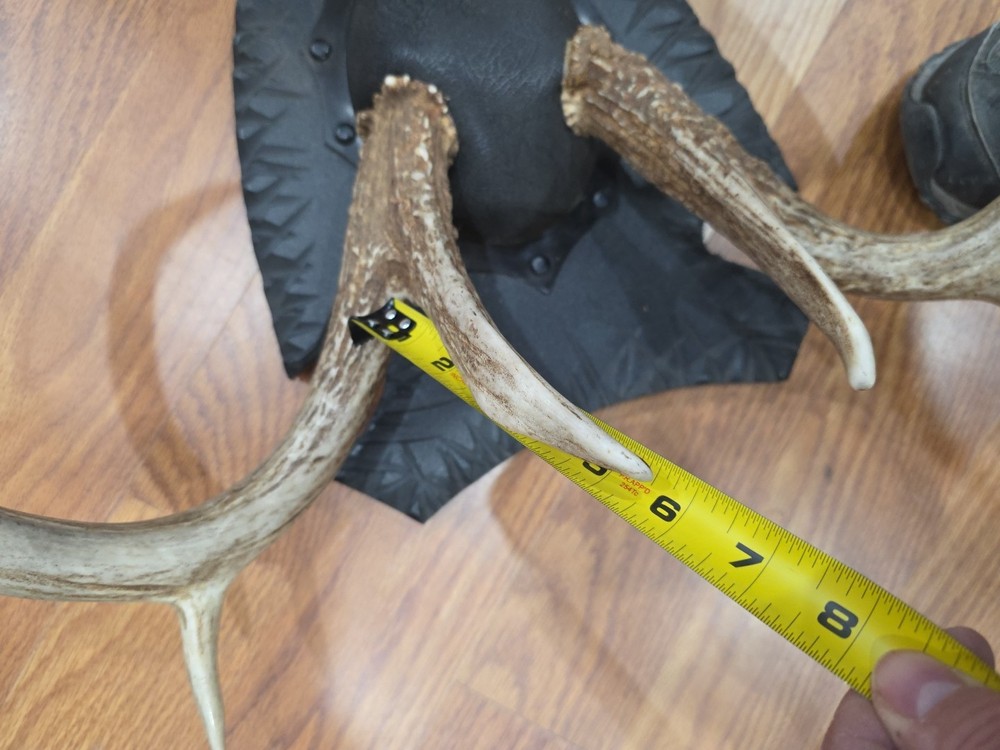 D41 Pr Unique Whitetail Deer Antler On Plaque