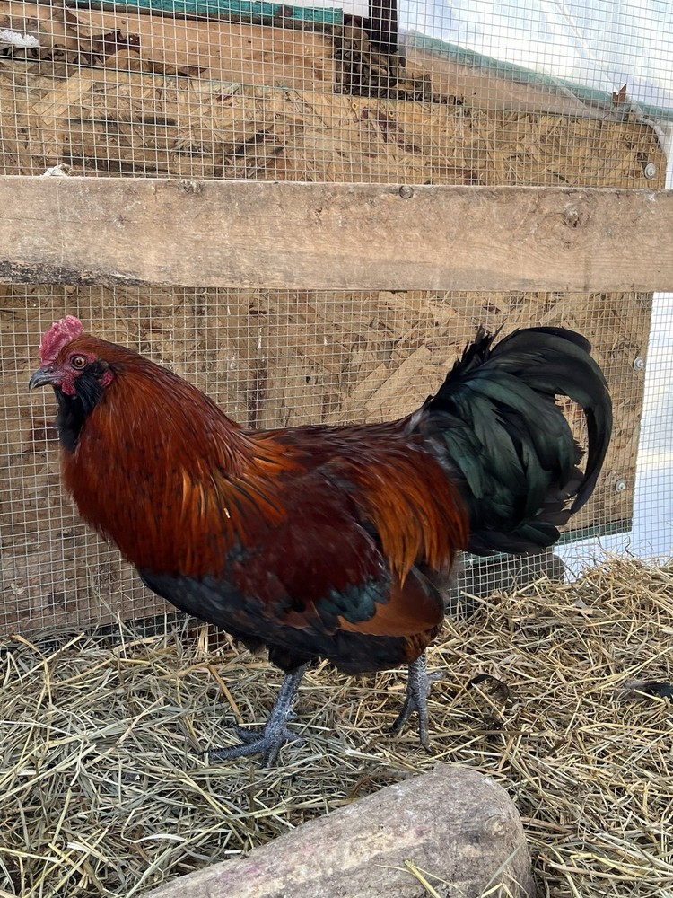 16 + Rainbow Hatching Eggs Easter Egger Olive Egger Ameraucana Priority Shipping