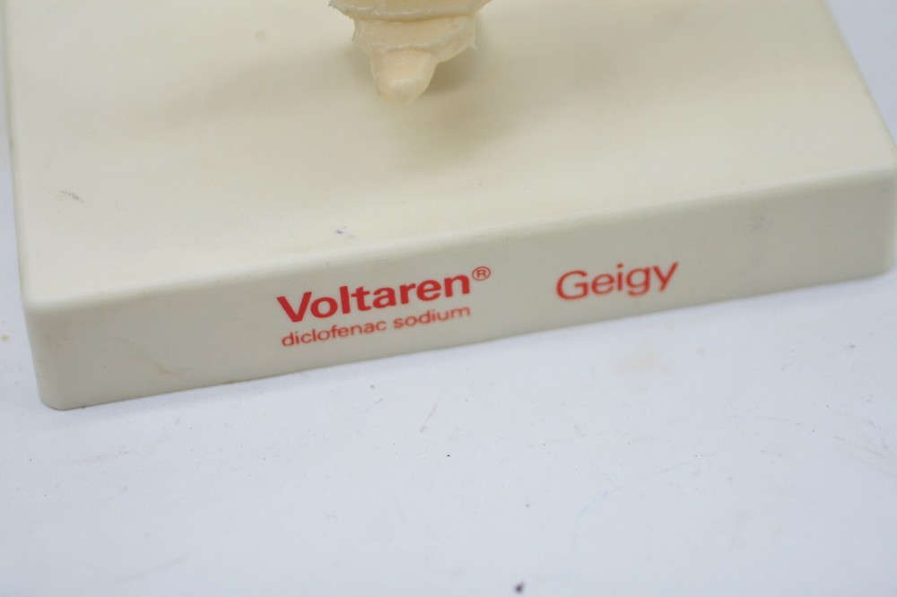 Voltaren GEIGY Vertebral Column Anatomical Model E1
