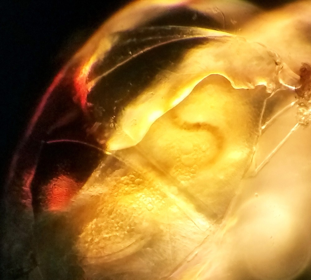 4 Sizes, Universal Microscope Linear Polarizer Filter Kit - 98% Extinction Ratio