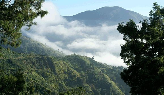 100% Jamaican Blue Mountain Coffee Beans Medium Roasted 1 Pound Bag