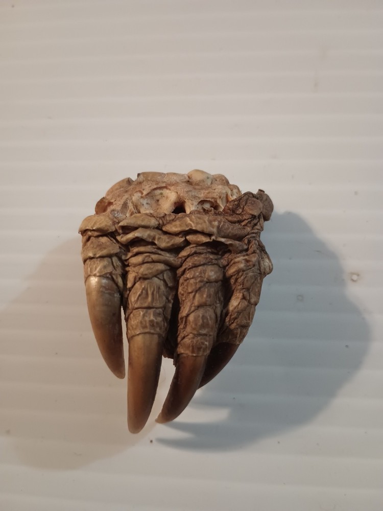 Snapping Turtle Claw Foot