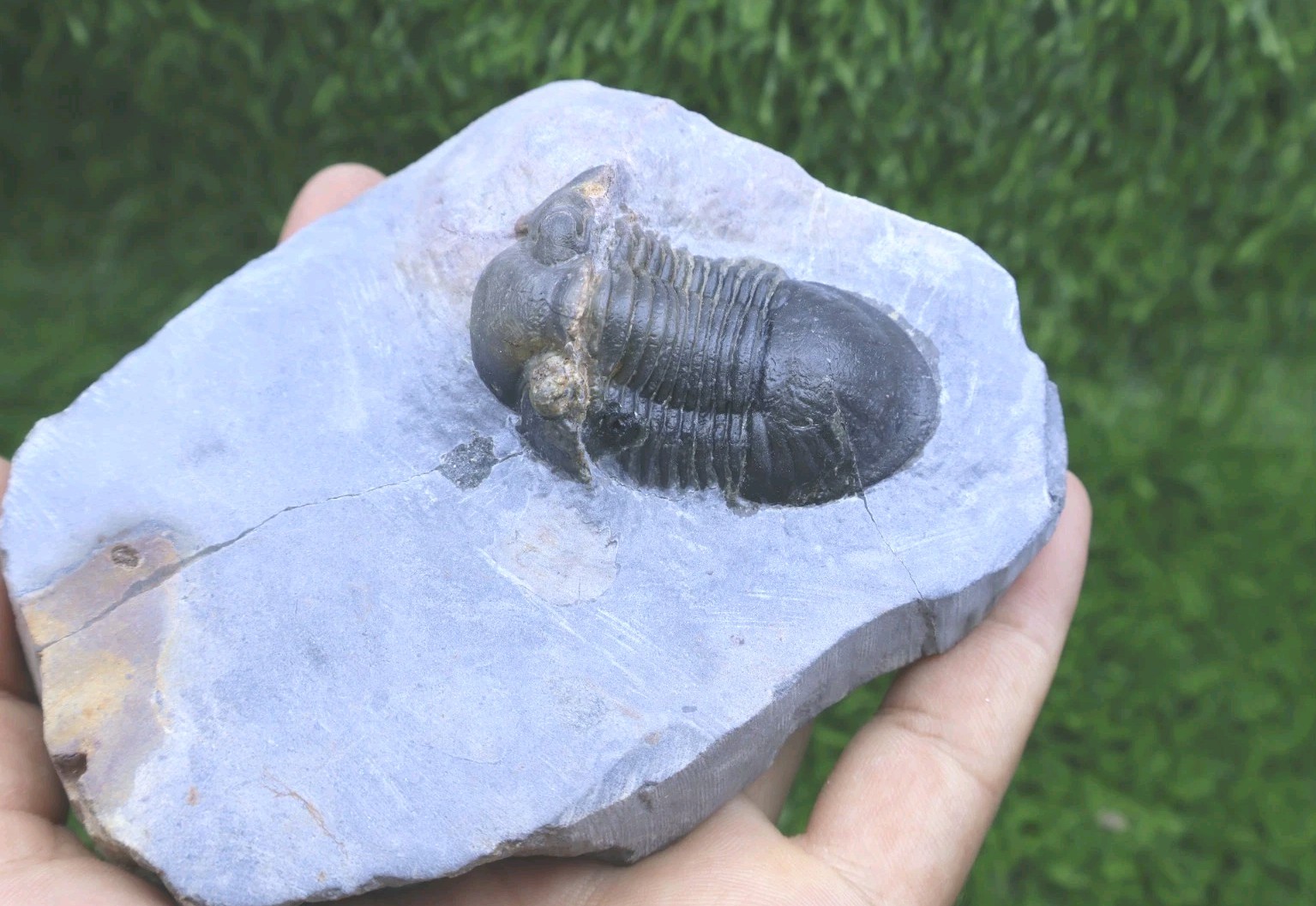 Trilobite Paralejurus trilobite fossil Devonian trilobite from Moroccan Fossil