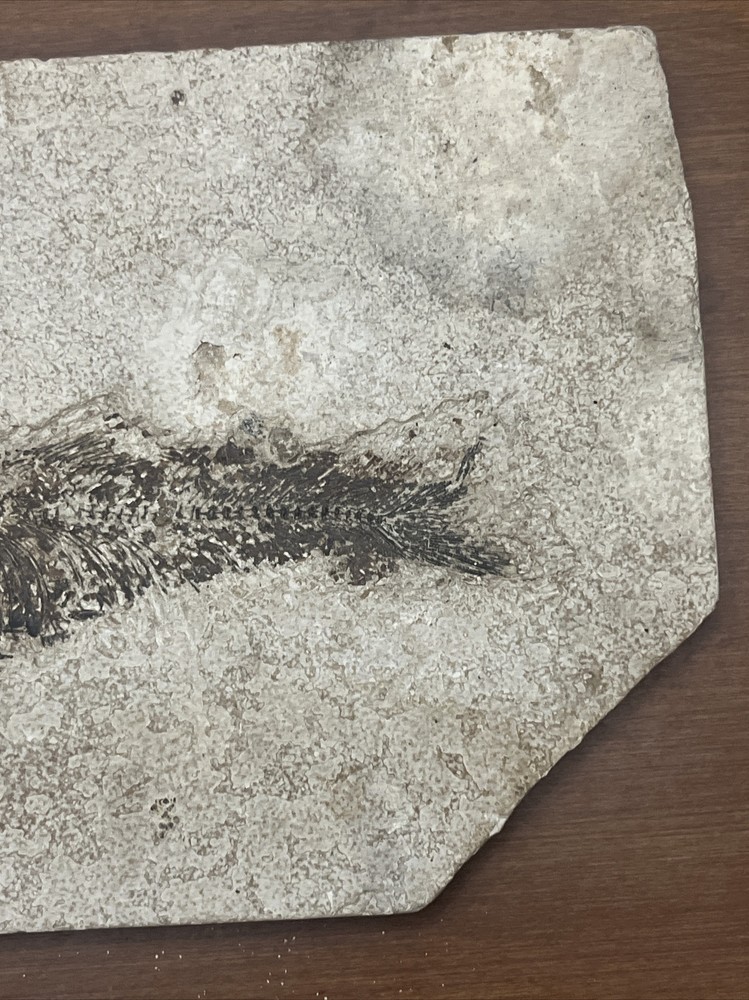 Fish Fossil Unknown Origin 9”x 7.25”