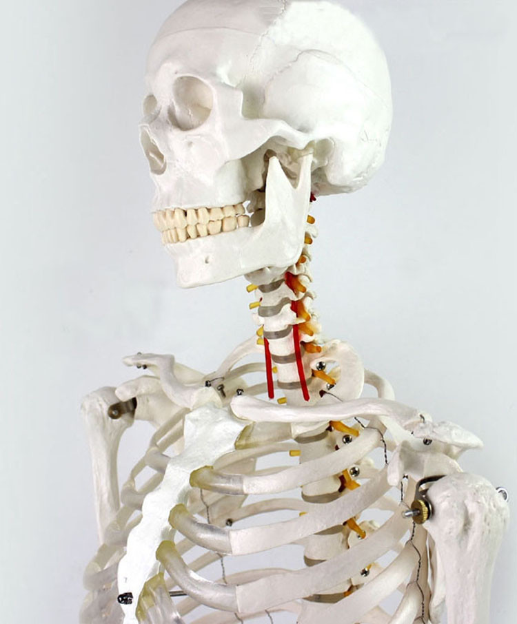 Education Model Anatomical Human Skeleton Nurse Training Display Teaching