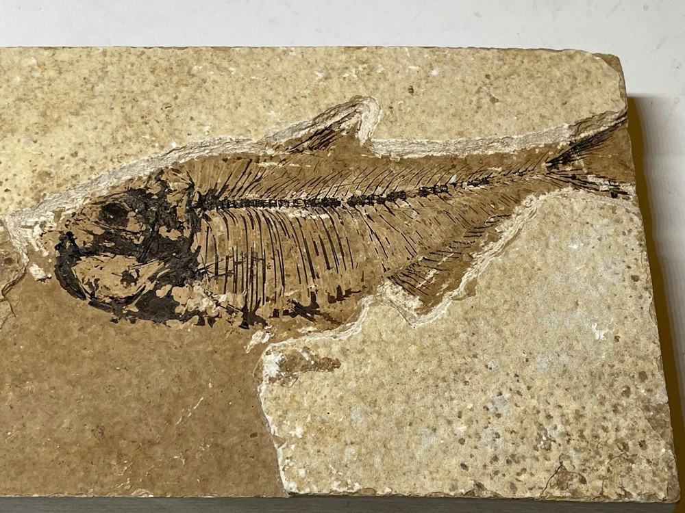 FOSSIL FISH SINGLE PLATE #3