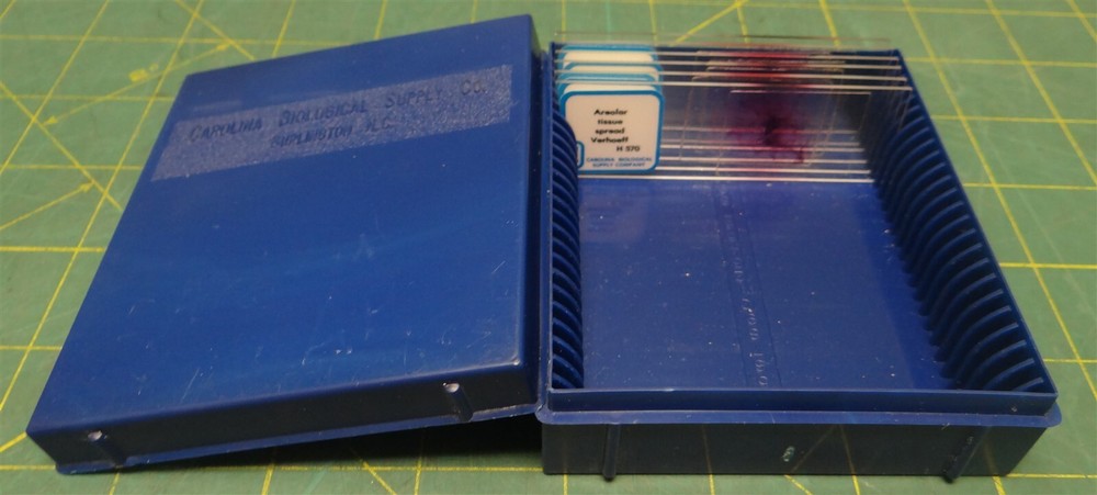 (12 Pack) Misc. Brands Diatoms Blue-Green Algae Prepared Microscope Slides