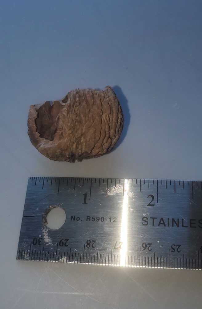 Fossilized Walnut Shell Mississipian Period