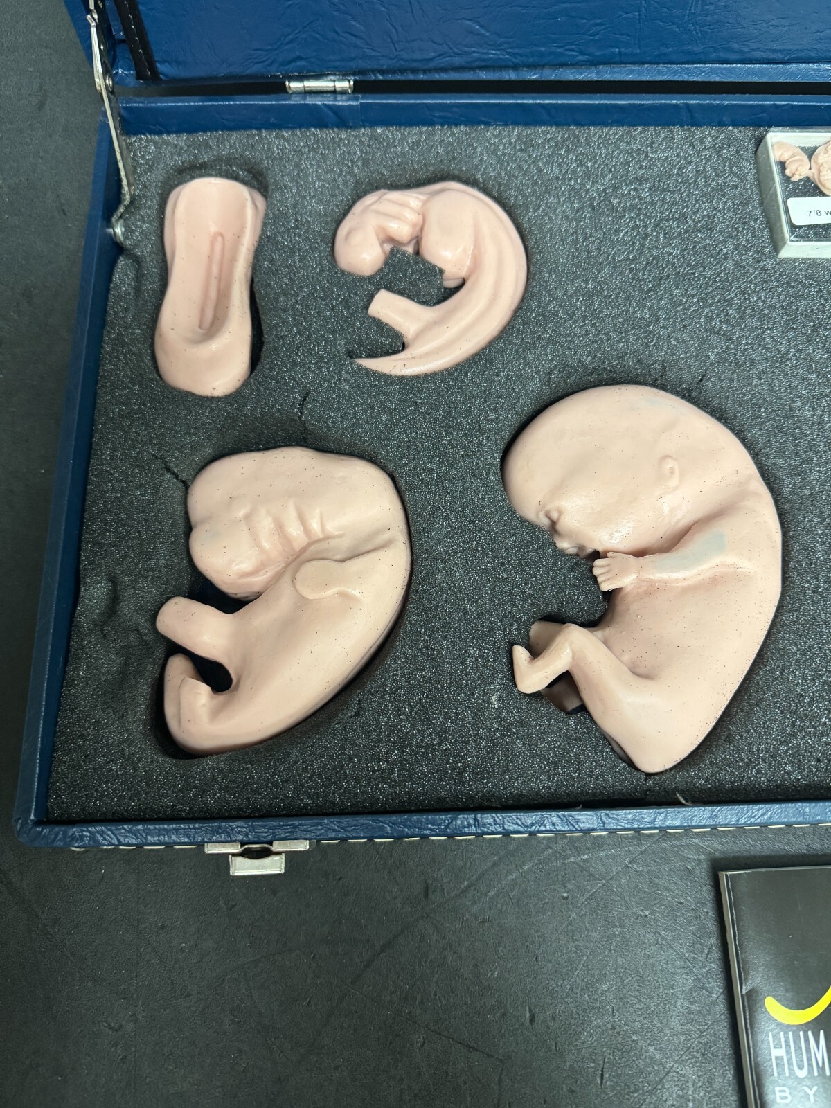 Life Form Replicas Human Reproduction And Development Fetus Model Silicone Baby