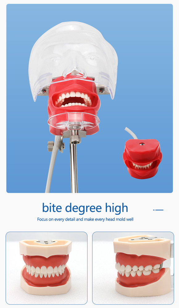 Dental Simulator Phantom Head Model for Education Training Practice US STOCK