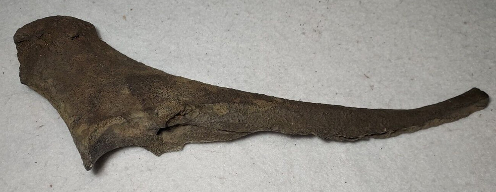 Ice Age Bison Ulna Bone Fossil