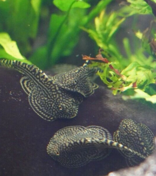 PACK OF 10 -  Striped Butterfly Reticulated Tiger Hillstream Loach Algae Eater