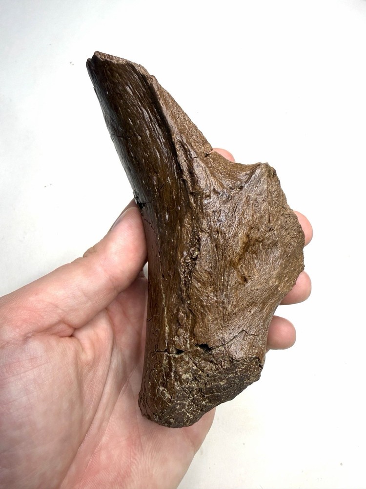 Ankylosaurus or Denversaurus Quadrate? - Lance Formation, Wyoming