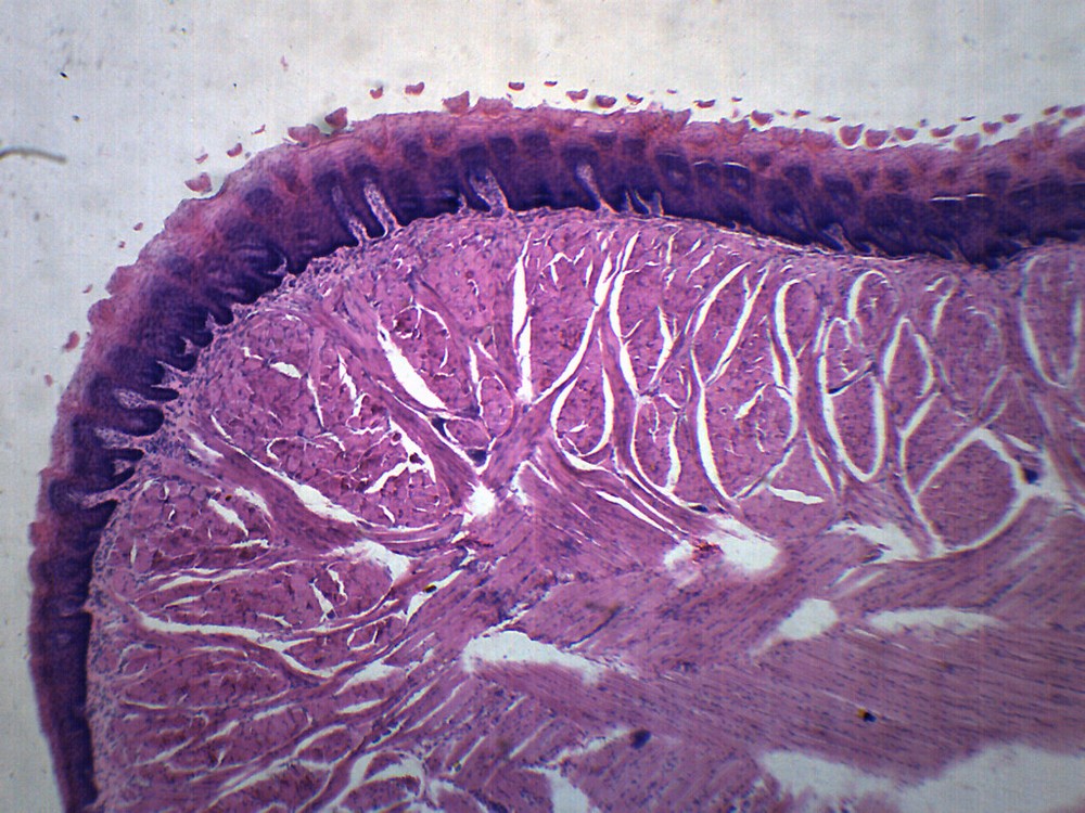 Human Tongue - Prepared Microscope Slide - 75x25mm - Eisco Labs
