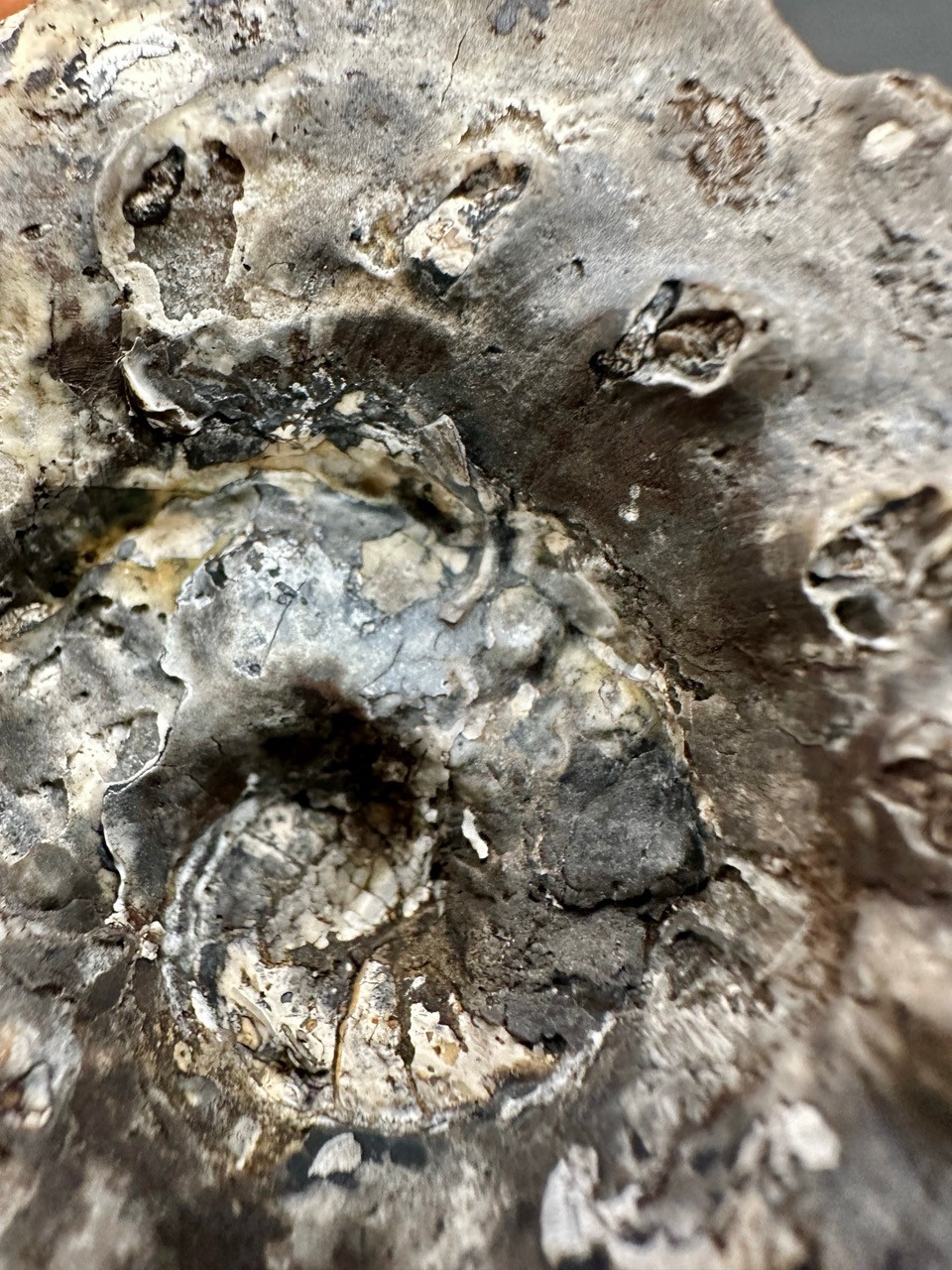 Rare Pleuronautilus aff. malaycus - Late Triassic Norian Timor Indonesia 7.5 cm