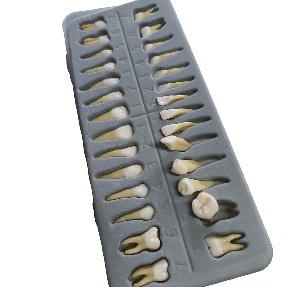 28 Resin Dental Permanent Teeth Study Tooth Model Discrete With Root Simulation