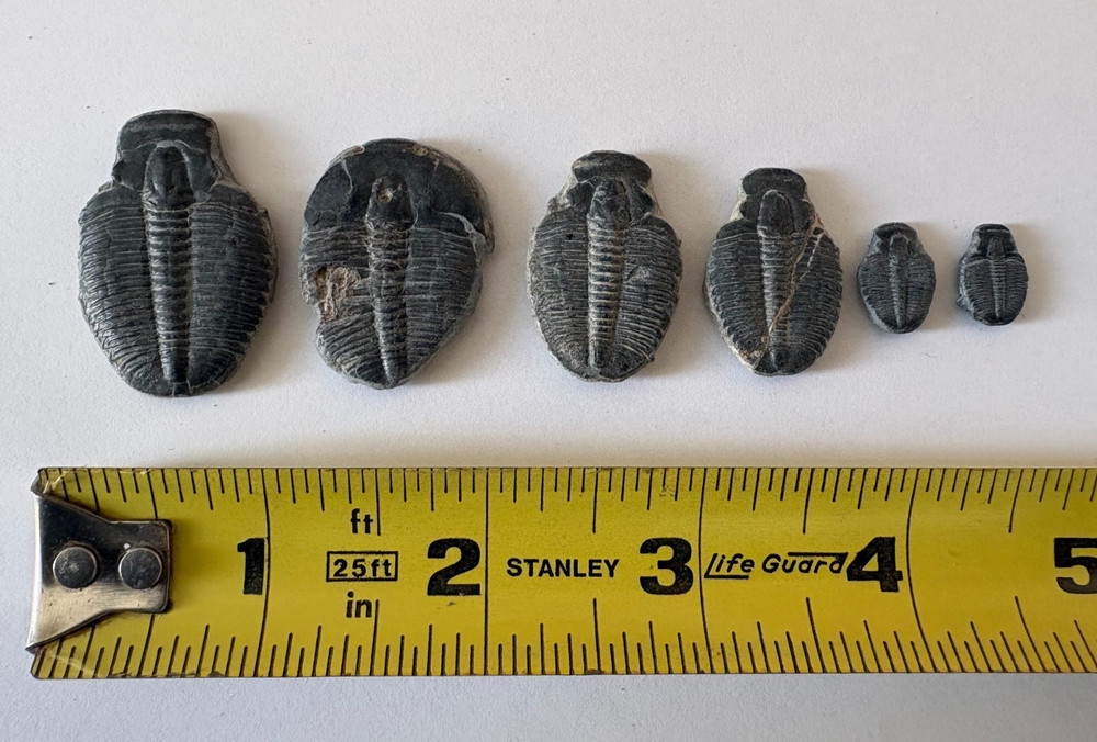 Trilobite Fossil Set