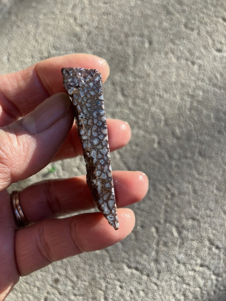 Dinosaur Bone