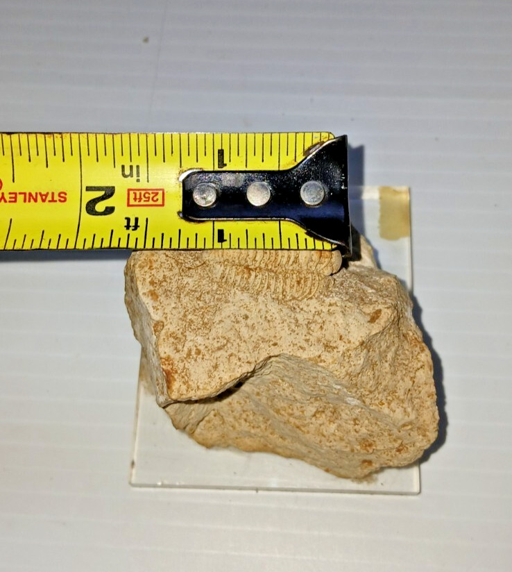 2 Trilobite Fossil