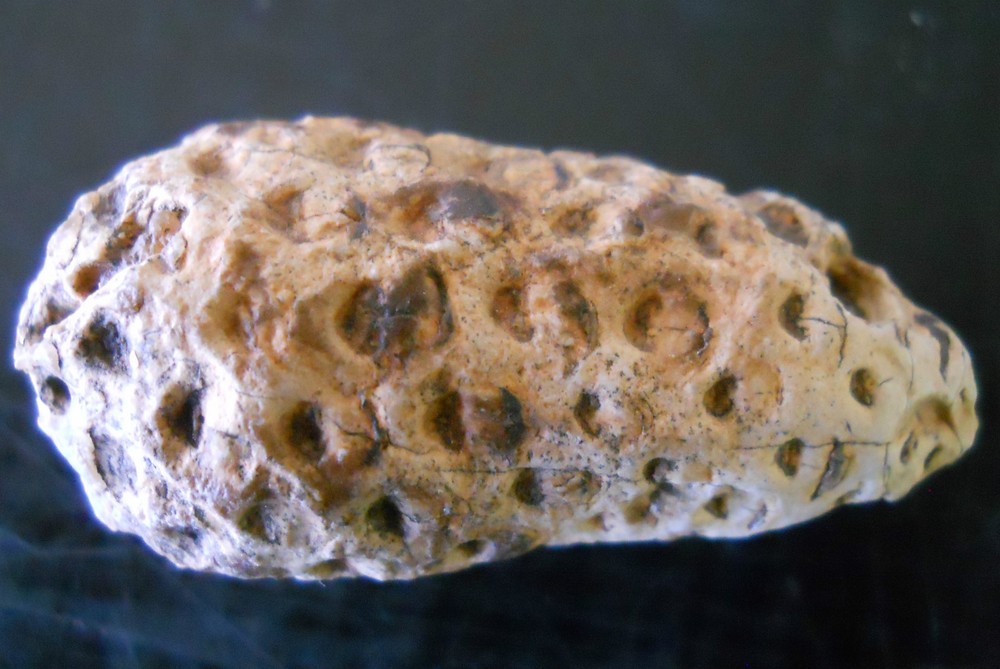 FOSSILIZED  PINE CONE AGATE AGATIZED FOSSIL SPECIMEN MORROCAN 5153