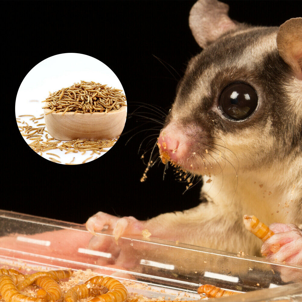 LOT Dried Mealworms Non-GMO Fit Wild Birds Chickens Hen Fish Reptile 0.6-44 LBS