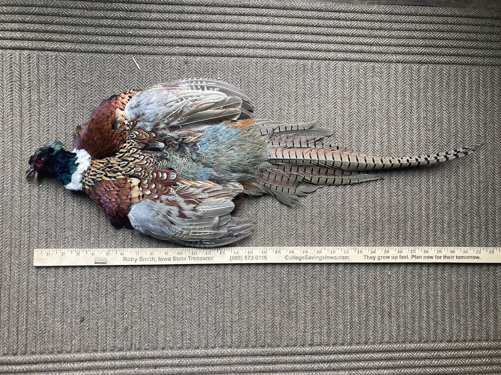 Rooster RINGNECK PHEASANT SKIN 2 Wings Tail Feathers Wall Art Taxidermy Man Cave