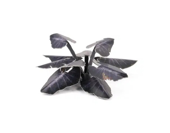 Gamers Grass: Laser Plants - Black Magic Taro