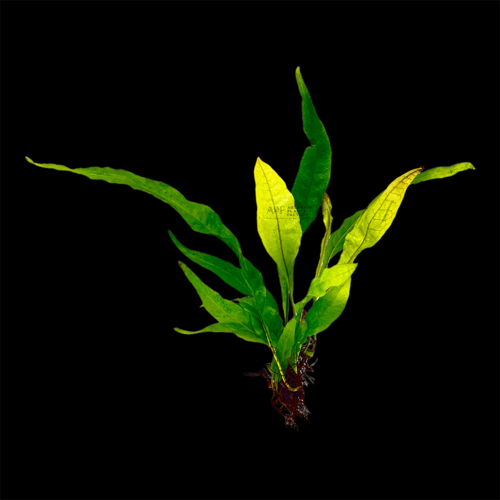 Java Fern Red | Aquarium Plants Factory®