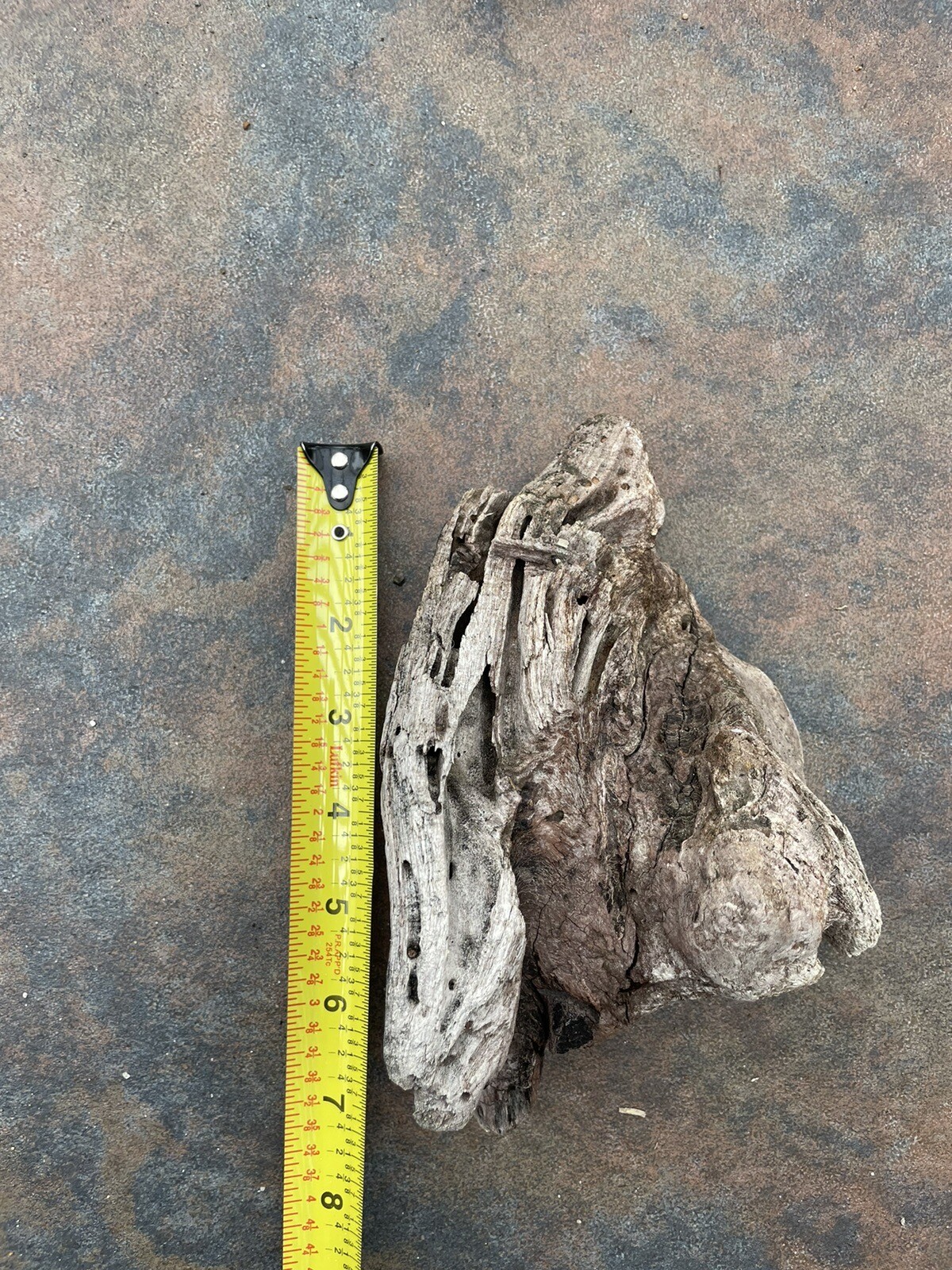 Natural Driftwood for Plants Terrarium Taxidermy Art Projects