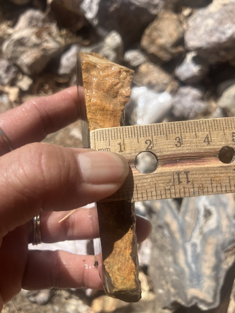 Petrified Wood Slab