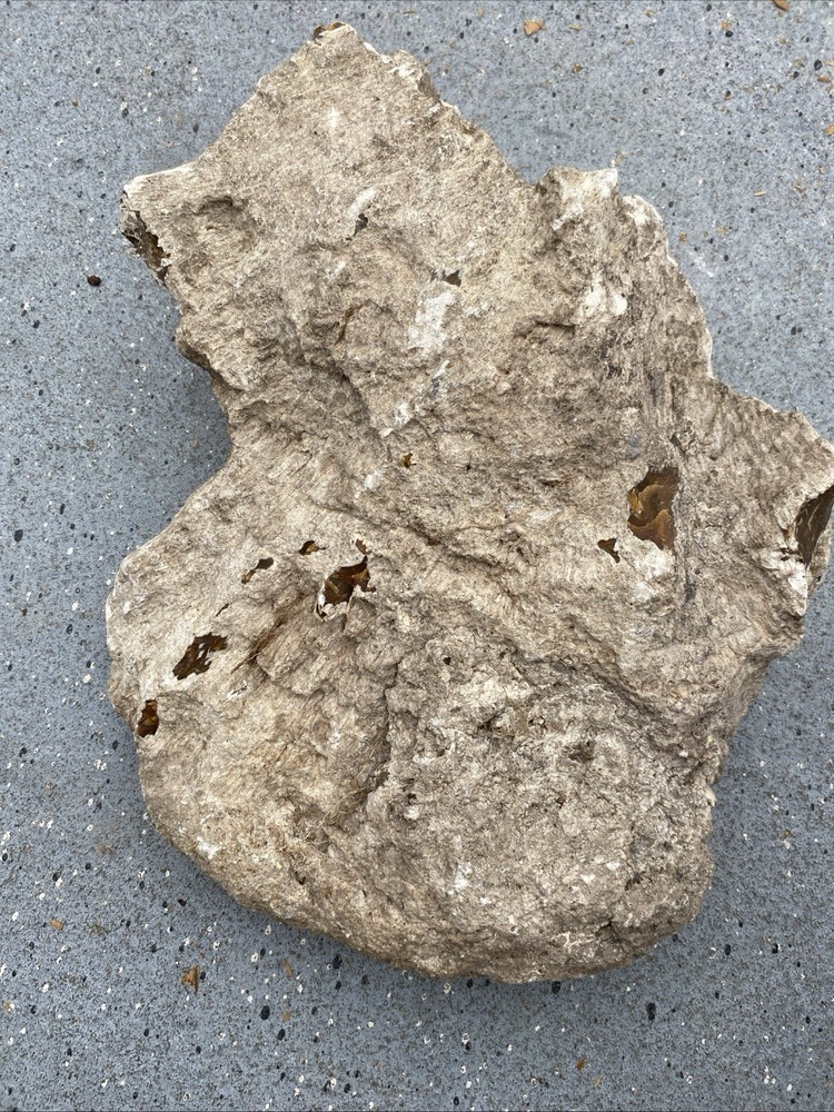 Petrified Wood Very Heavy Nice Definition