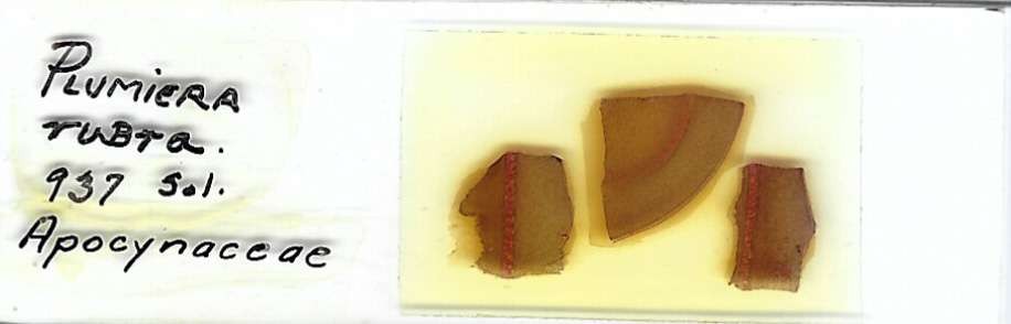 Plumeria rubra Microscope Slide