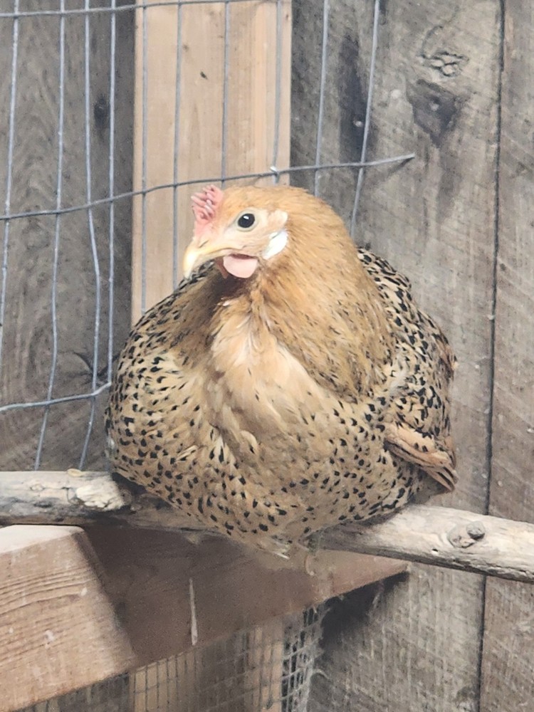 6+Rare Standard Buttercup Chicken Hatching Eggs