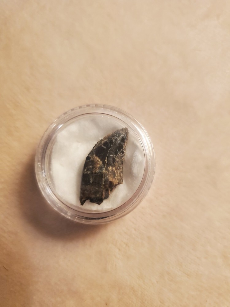 Tyrannosaur Tooth