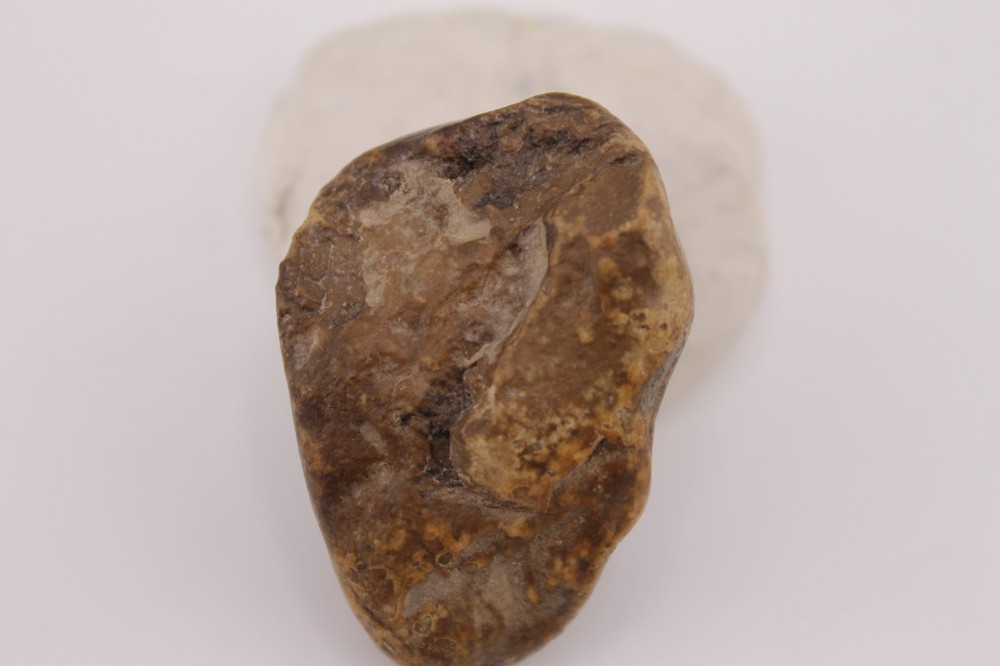 Real Permineralized Reptile Egg Fossil