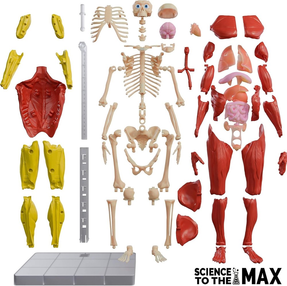 Interactive Human Body - 60 Piece Fully Poseable Anatomy Figure – 14” Tall Model